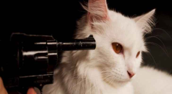 السلطات السعودية تبحث عن «سفاح القطط»