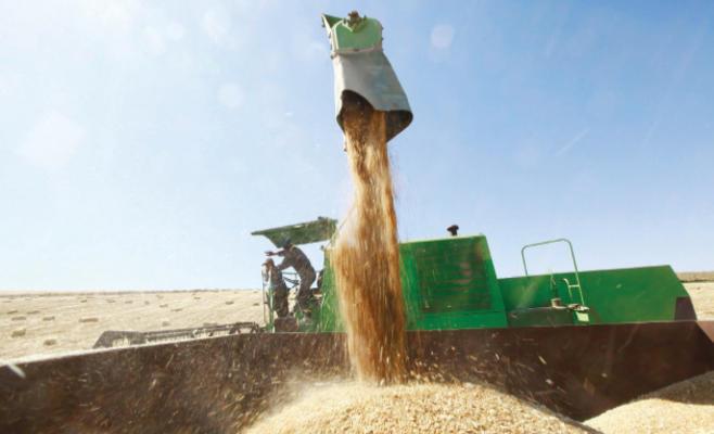 تجار: الأردن يشتري 50 ألف طن