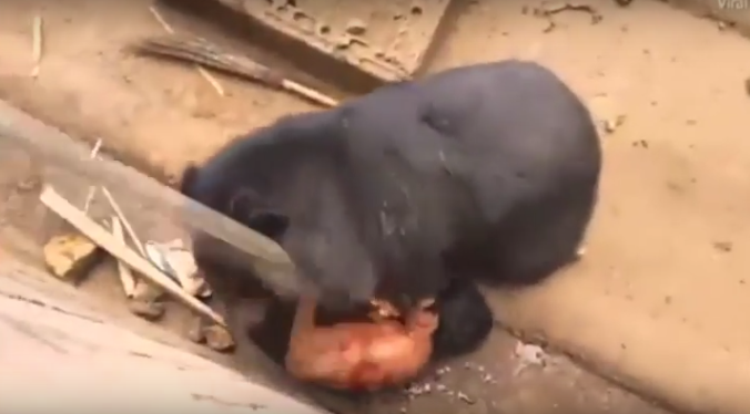 شاهد الدب الأسود يفترس سائح وقع