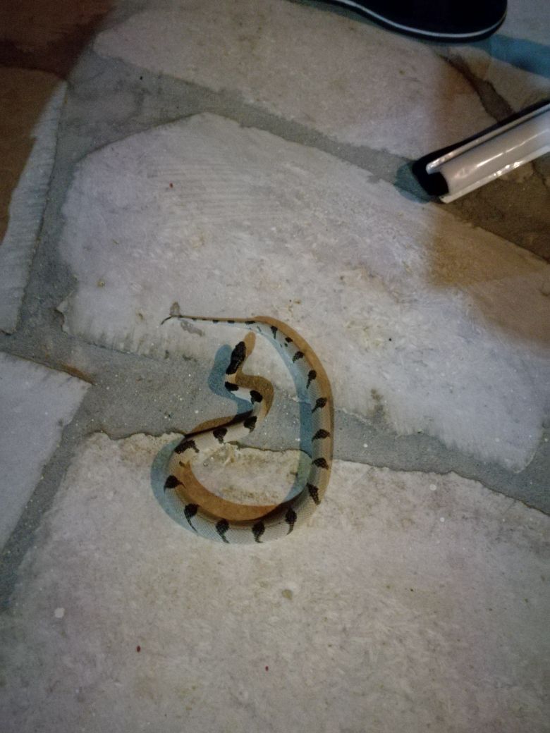 الأفاعي تشكل خطرا في الطفيلة والدفاع