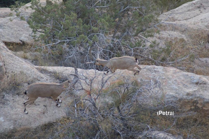 منع الصيد في محمية ضانا لمدة