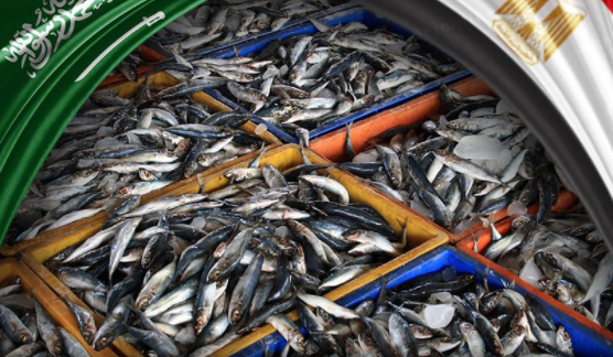 الأسماك المصرية ممنوعة في السعودية.. فما