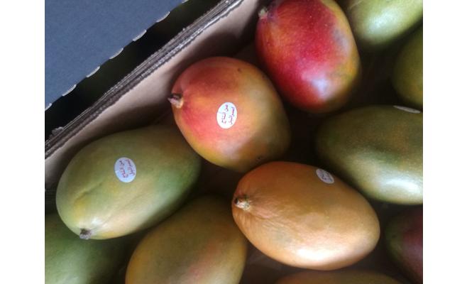 تحذير من انتشار المانجا الإسرائيلية في