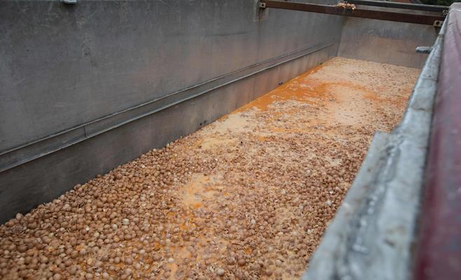 فضيحة البيض الملوث تطال مزيدا من