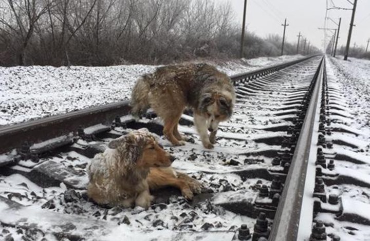كلب يتحدى قطارا لحماية صديقته العالقة