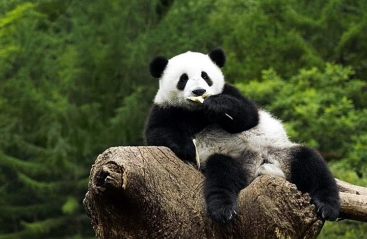 وفاة أكبر باندا في العالم بسبب