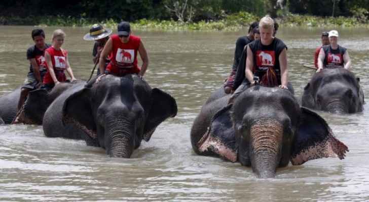 الأفيال تنقذ المئات بحديقة حيوان غمرتها