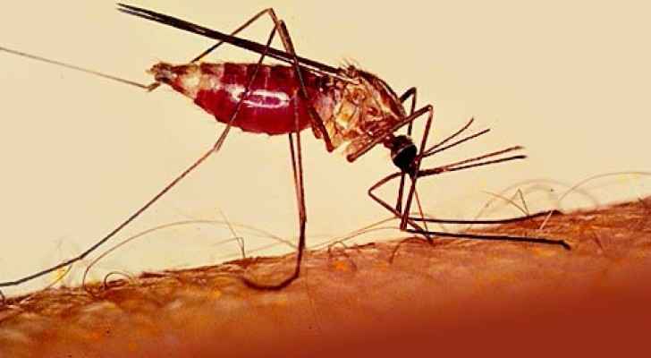 الصحة: الملاريا والبلهارسيا ليست من الأمراض