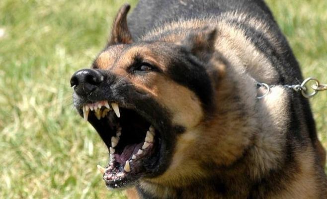 كلب ضال يعقر 3 أطفال ومسنة