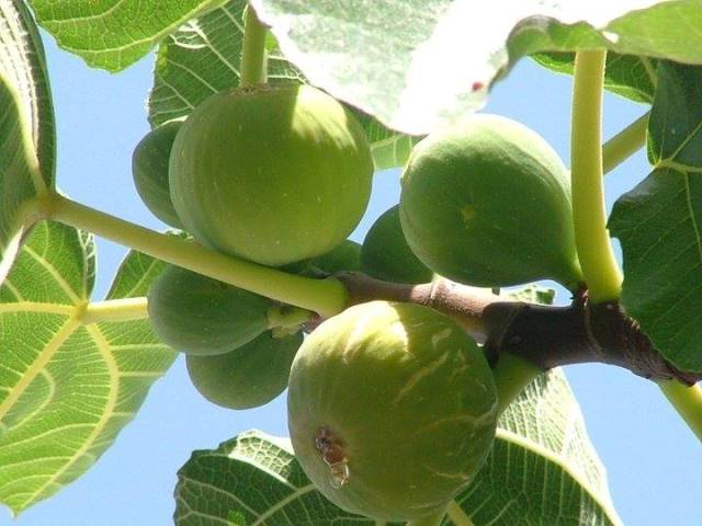 وفاة أردني سقط عن سور اثناء