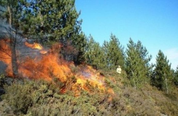 حريق في غابات دبين