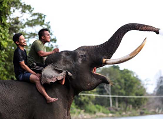 معضلة دماغ الفيل.. لماذا لا يفوقنا