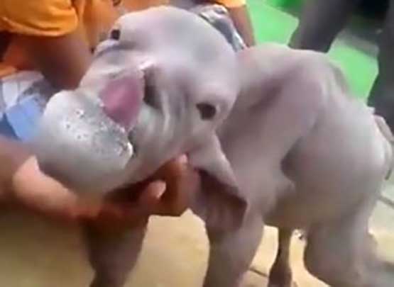 بالفيديو: عنزة هندية ترعب قرية بأكملها..