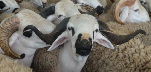 تعريف عيد الأضحى