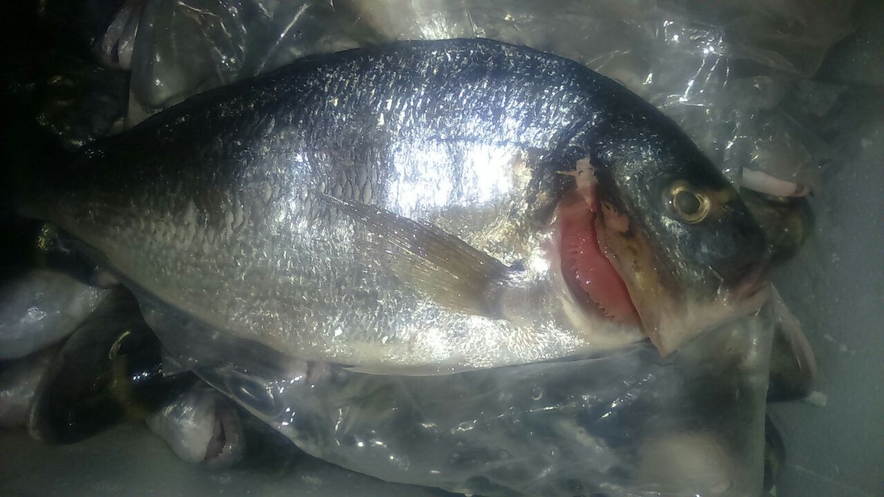 معان: ضبط نصف طن أسماك فاسدة