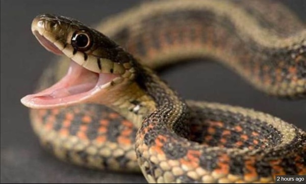 العثور على ثعبان ملكي في حقائب