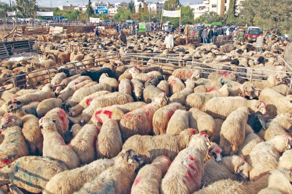 تجار وقصابون: سعر الأضحية (البلدي) أول
