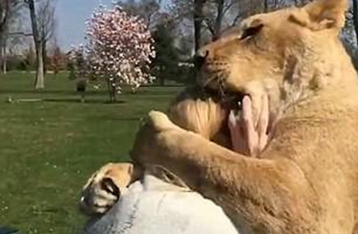 عناق مثير بين أسدين وامرأة بعد