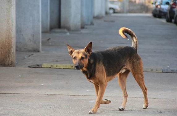 توجه لتعيين «قناص» للقضاء على الكلاب