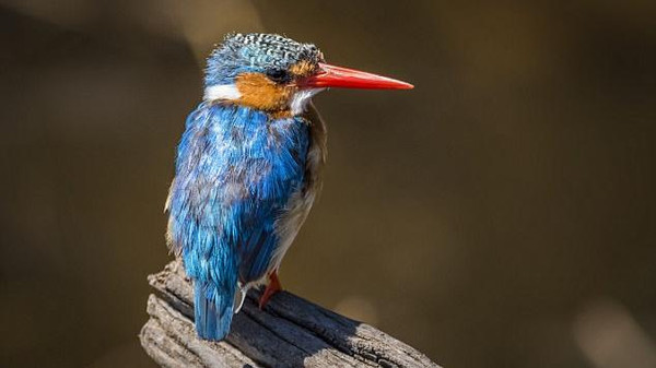 قصة طريفة لإعادة طائر هرب من