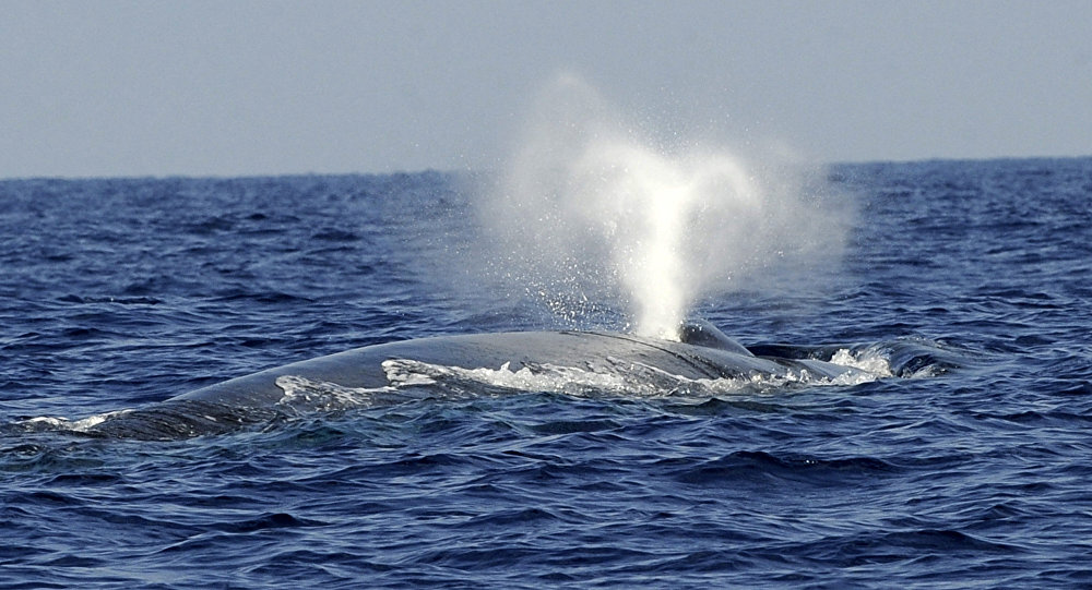 السفن والمروحيات العسكرية تزعج الحيتان أثناء