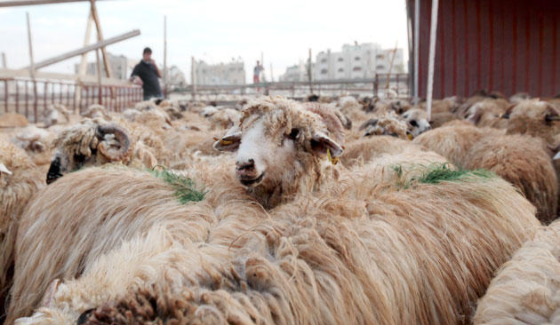 60 مخالفة لحظائر اغنام.. وملاحقة 30