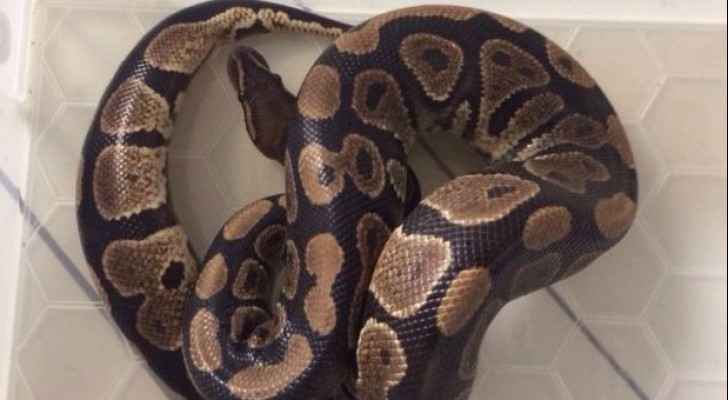 طفل بريطاني يعثر على ثعبان في