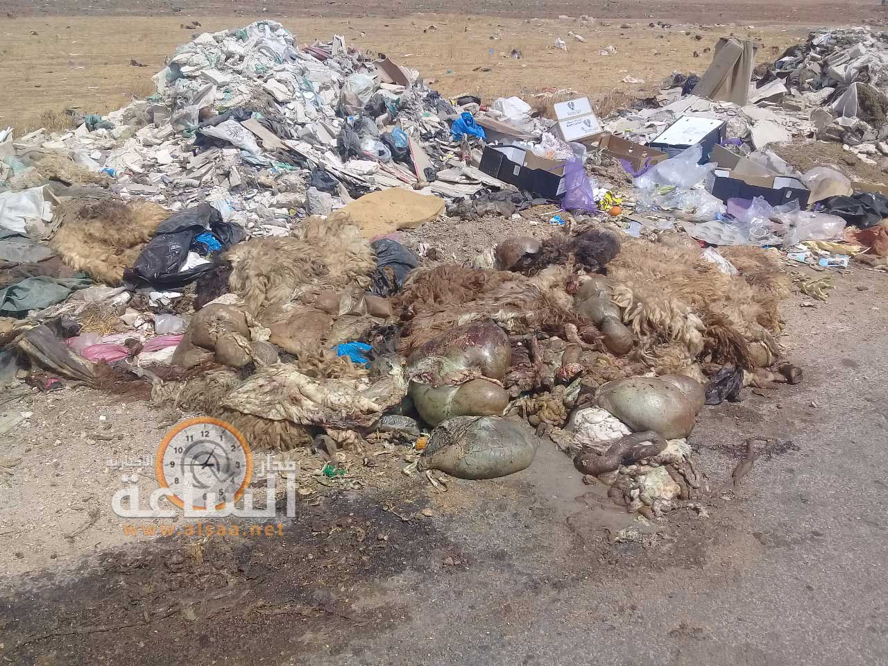 مكرهه صحية.. مخلفات الاضاحي تفترش الطرق