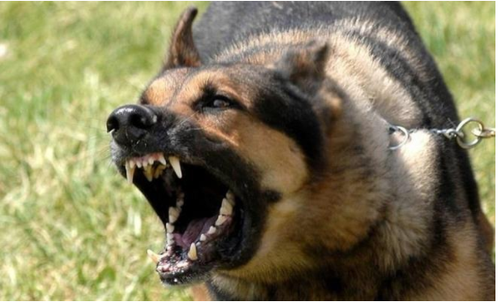 كلب ضال يعقر تسعة اشخاص في