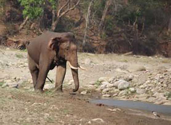 شاهد.. فيل يقتل رجلا حاول التقاط