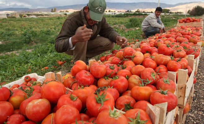 انتشار حملة لمقاطعة ’البندورة‘ في الأسواق