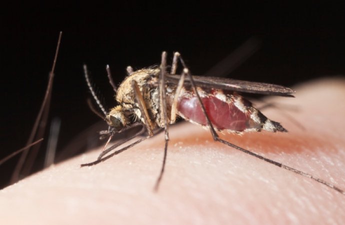 مطالب لـ«البلديات والصحة» للتعامل بجدية مع