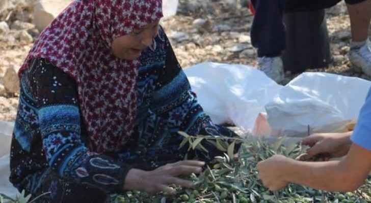 دعوة لتأخير قطف ثمار الزيتون حتى