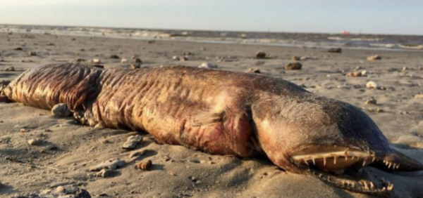 الإعصار هارفي يجلب مخلوقا مرعبا.. والعلماء