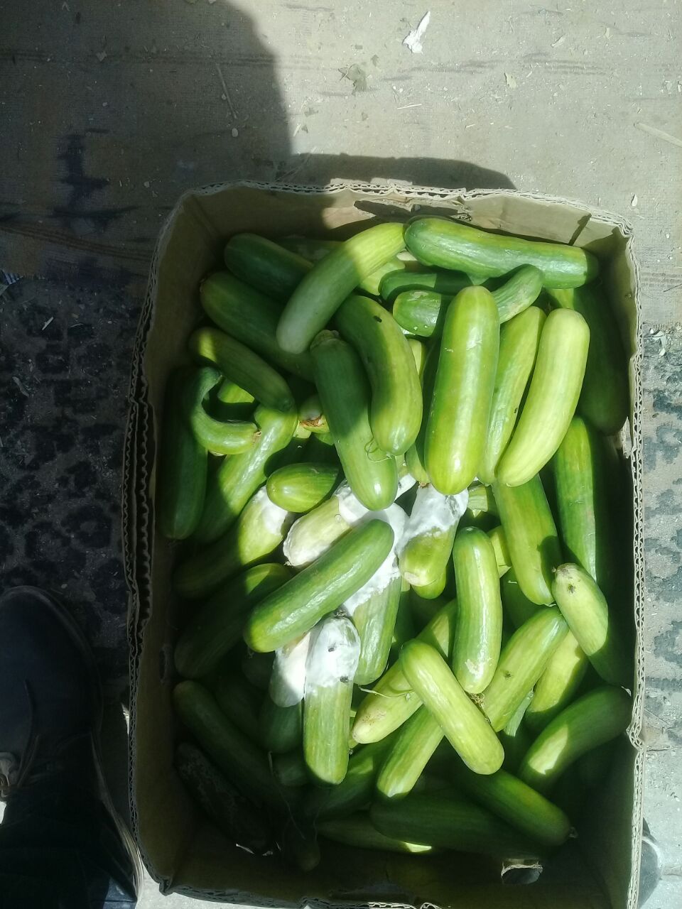 اتلاف 700 كغم خضار متعفن و200