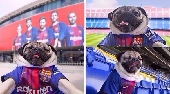 الكلب الأشهر بالعالم يشجع لبرشلونة