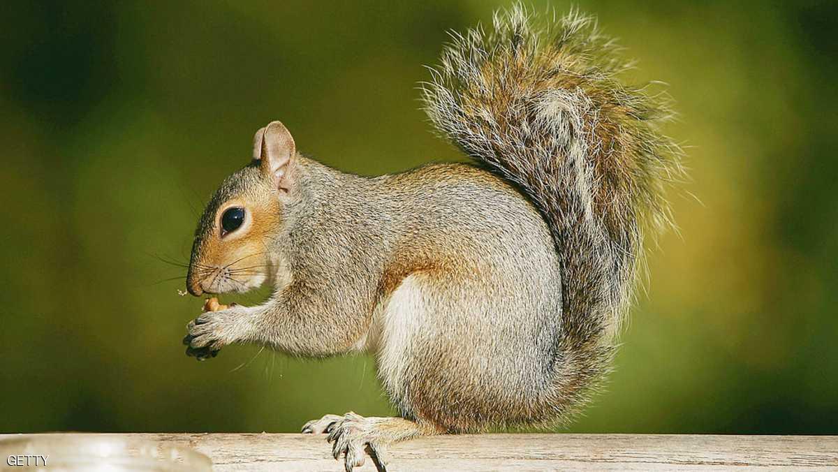 السناجب تتشابه مع البشر في صفة