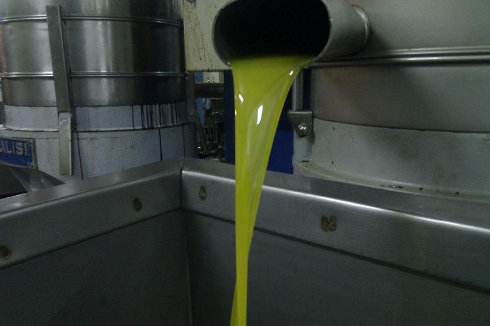 معاصر الزيتون تفتح ابوابها في العاشر