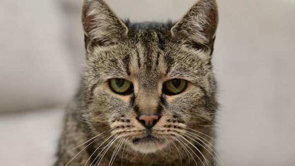 صدق أو لا تصدق.. أقدم قط