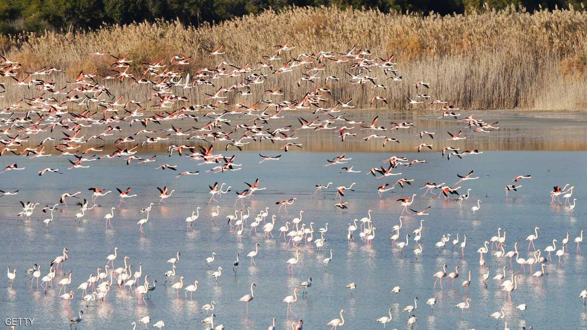 قبرص.. أغرب استخدام للطائرات دون طيار