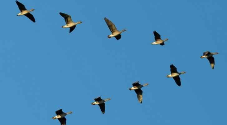 هل تساءلت يوما لماذا تحلق الطيور