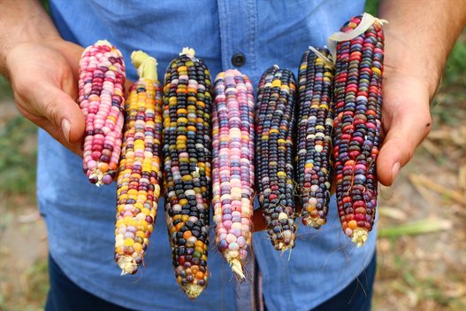 مزارع تركي ينتج ذرة بتسعة ألوان