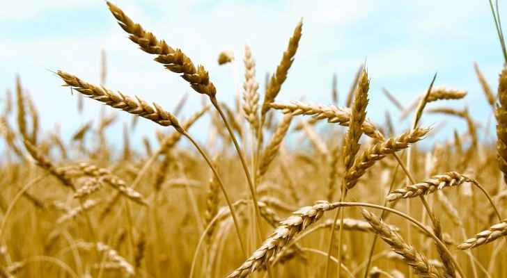 شحنة القمح الملوثة بالبذور المخدرة جاهزة