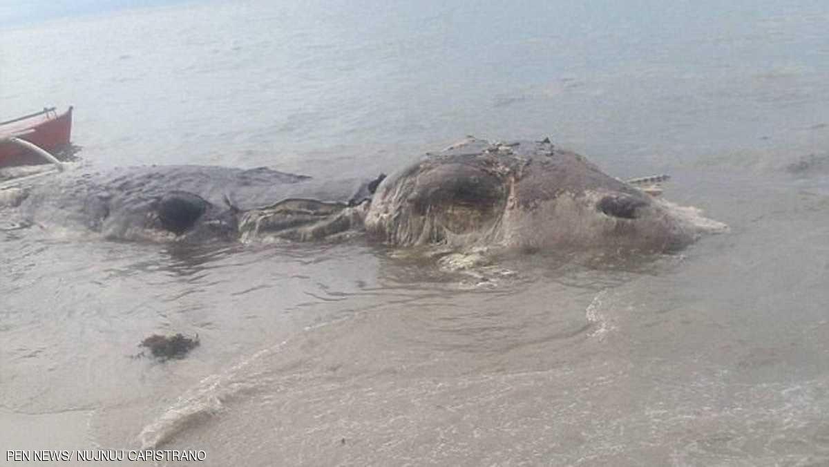 عملاق بحري غامض يثير الرعب في