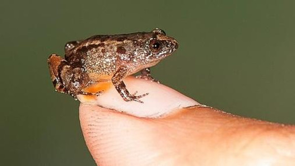 هذه قيمة صادرات مصر من الضفادع