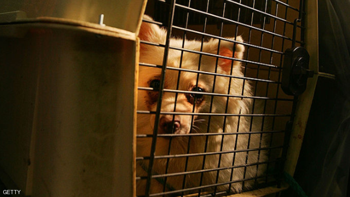 السجن لرجل ألقى بكلبه من الطابق