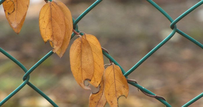 اجواء خريفية اليوم وغائمة غدا
