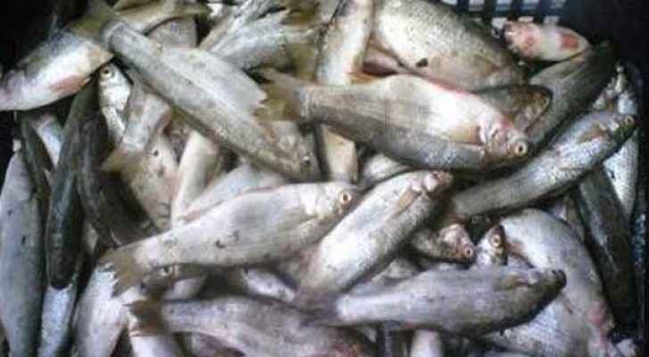 اتلاف اسماك فاسدة في اربد