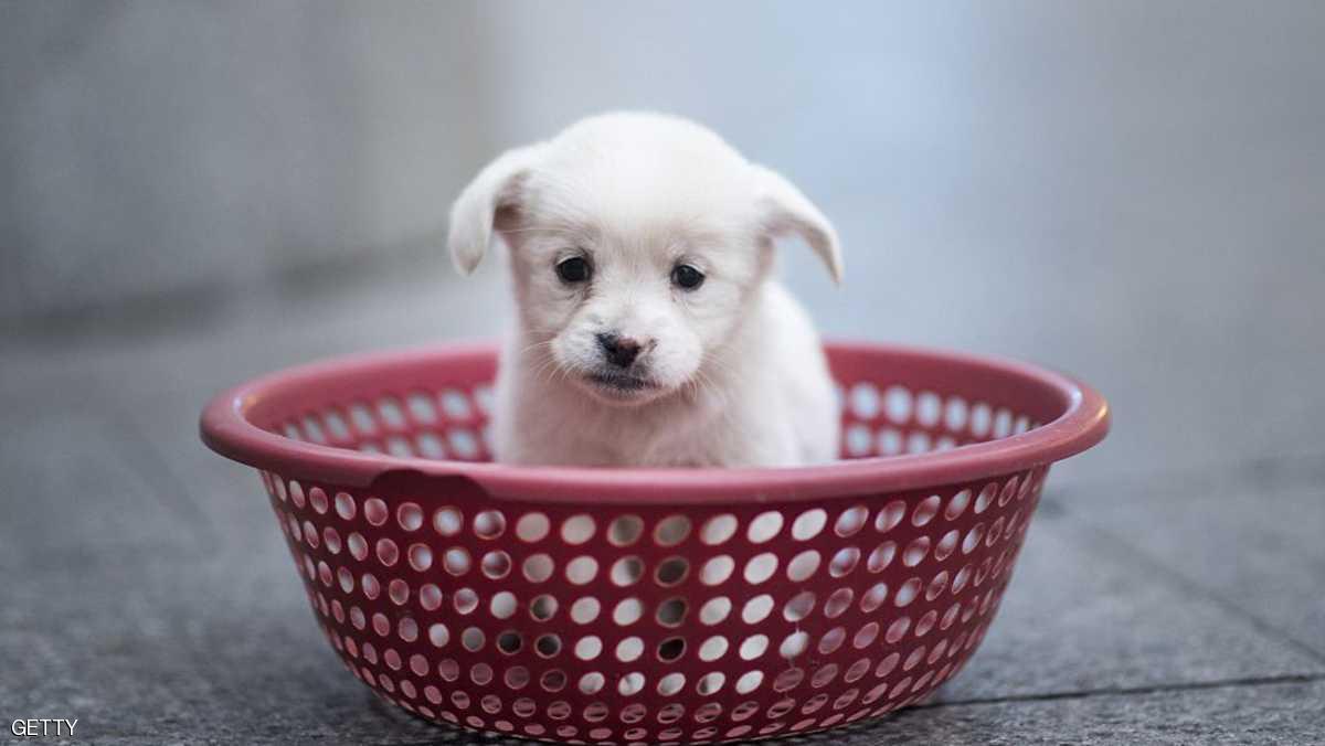 بريطانيا.. عقوبات مغلظة على من يسيء