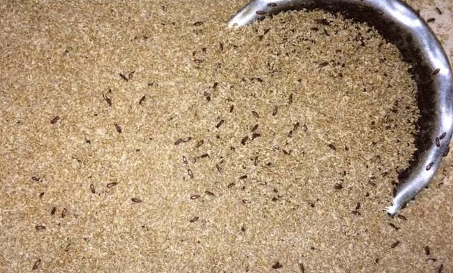 بعد الكشف عن سبب تسمم 30